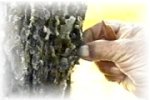 tree_pitch